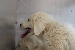 LEONA, a Great Pyrenees