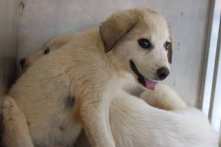 SID, a Great Pyrenees