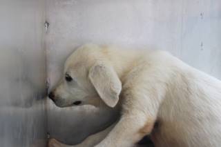 HERMAN, a Great Pyrenees