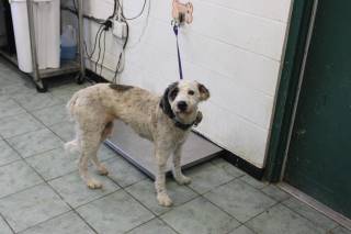 CHOCOLATE CHIP, a Poodle