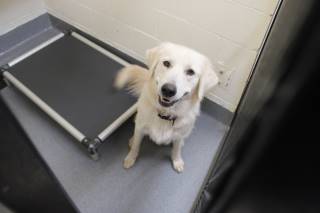 NOLLY, a Great Pyrenees
