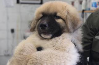 THADEOUS, a Great Pyrenees
