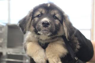 RAYLEE, a Great Pyrenees