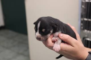 TALULAH, a Pit Bull