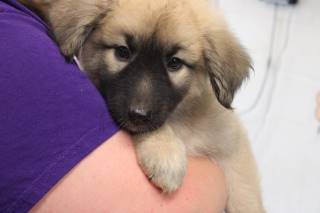 JUDY, a Great Pyrenees