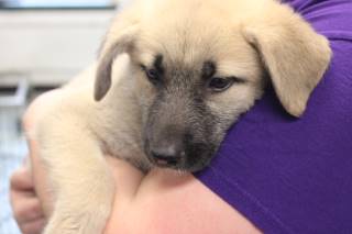 LLUVIA, a Great Pyrenees