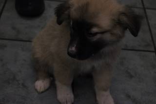 DARLA, a Great Pyrenees