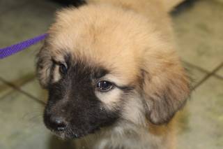 BUTTERFINGER, a Great Pyrenees