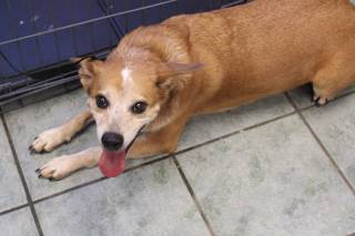 OSCAR AKA MAVERICK, a Australian Cattle Dog