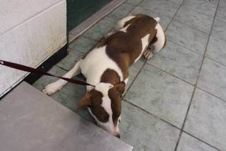 MYLIE, a Pit Bull