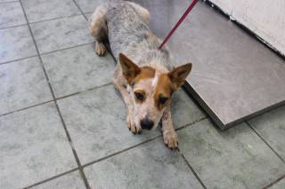 MEGAN, a Australian Cattle Dog