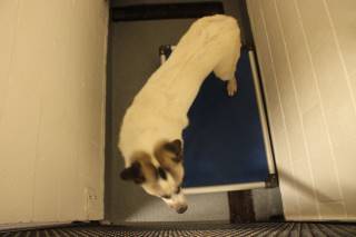 RAMADA, a Anatolian Shepherd