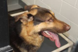 CALUS, a German Shepherd
