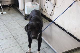 RICO, a Labrador Retriever