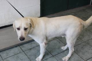 MARTIN, a Labrador Retriever