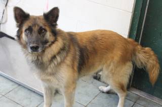 TINA, a German Shepherd