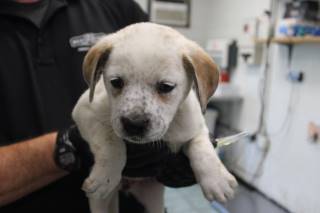 PAMELA, a Australian Cattle Dog