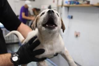 MAY, a Australian Cattle Dog