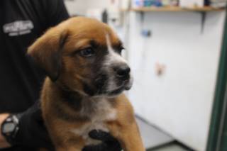 MAXWELL, a Australian Cattle Dog