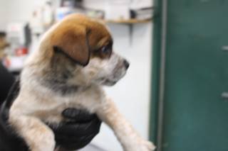ROB, a Australian Cattle Dog