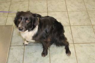BOUDREAUX, a Border Collie