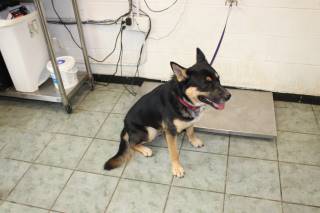 ONYX, a Shepherd