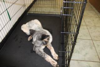 PEPPER, a Heeler