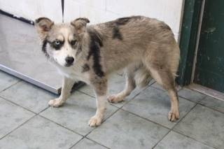 ELISE, a Australian Shepherd