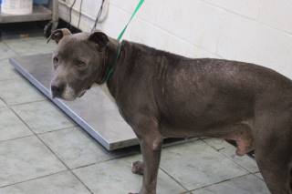 WILBUR, a Pit Bull