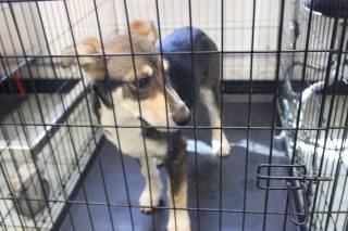 WREX, a Husky