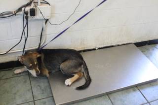 DEVON, a Husky