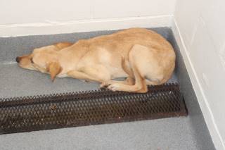 IZZY, a Labrador Retriever