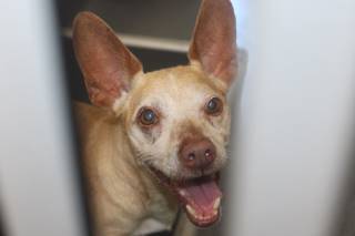 TROOPER, a Chihuahua