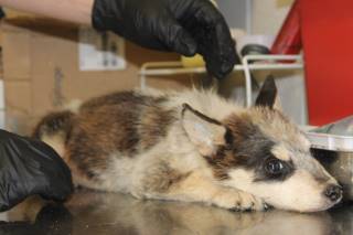 HEATH, a Australian Cattle Dog