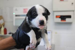 BAXTER, a Collie