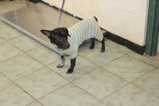SOCKET, a Terrier