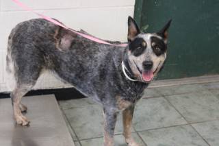 BANDIT, a Australian Cattle Dog