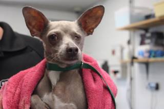 LEONARD FERDNAND III, a Chihuahua