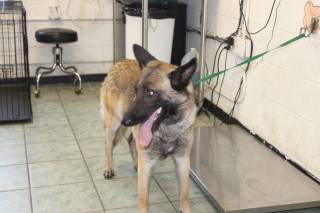 PLATZ, a German Shepherd