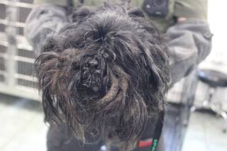 CHRISSY, a Shih Tzu