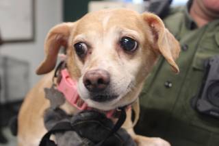 DAISY, a Chihuahua