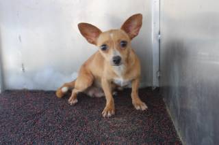 MAYDEE, a Chihuahua