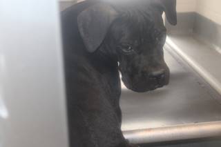 NELLIE, a Boxer