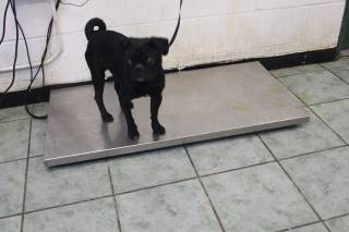 MAXX, a Pug