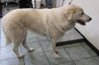 DAPHNE, a Great Pyrenees