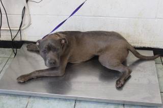 FLICK, a Pit Bull