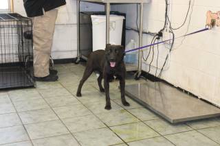 SHILOH, a Labrador Retriever