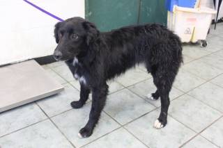 CHARLIE, a Border Collie