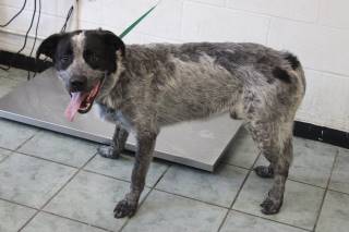 DRISKEL, a Australian Cattle Dog