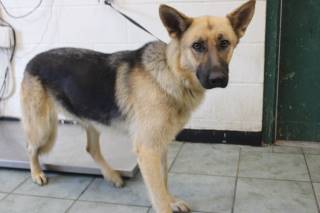 ERIN, a German Shepherd
